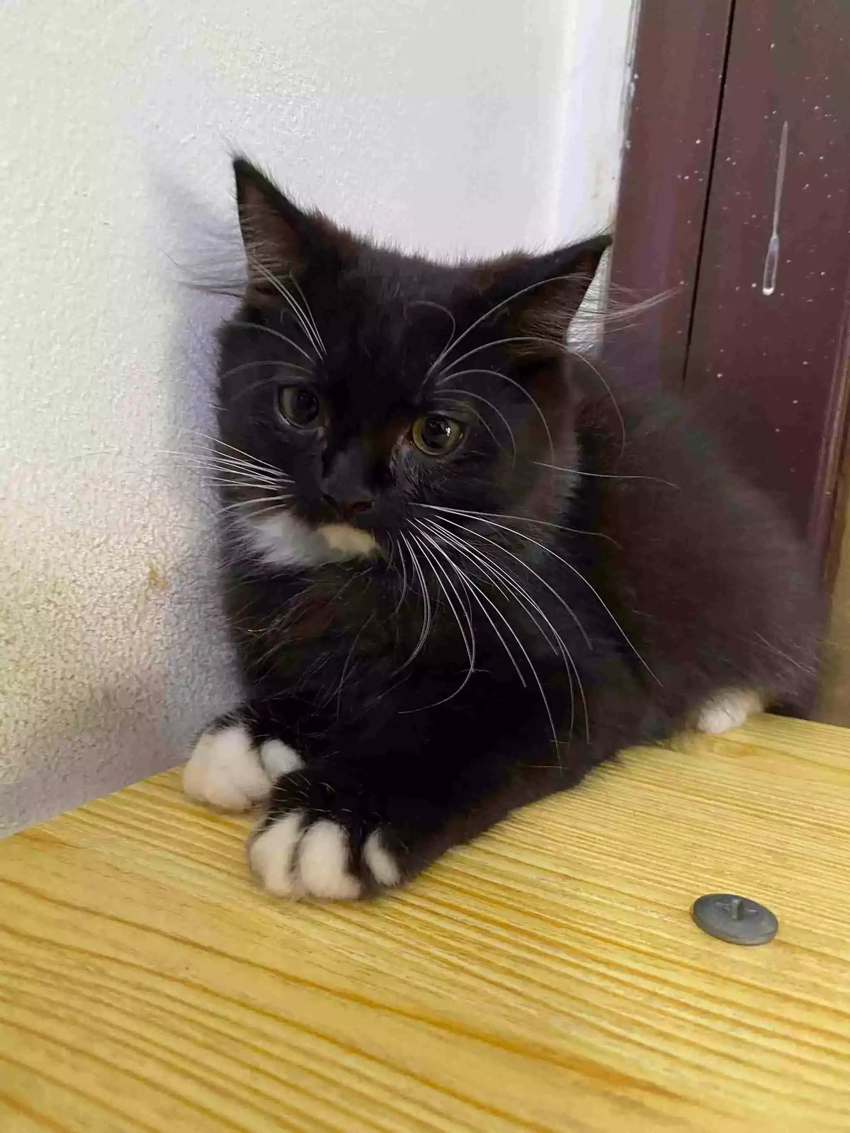 Kucing Persia Hitam Putih Bulu Lebat Aktif