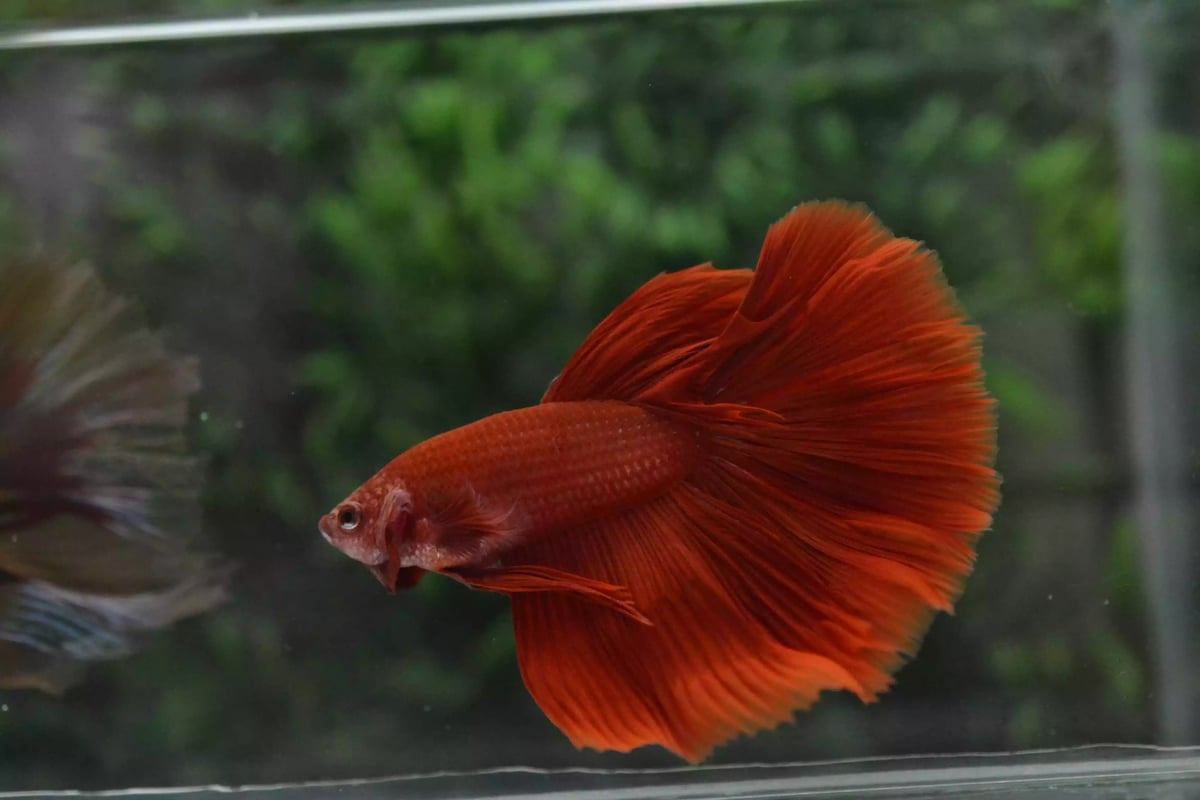 Ikan Cupang Halfmoon Red