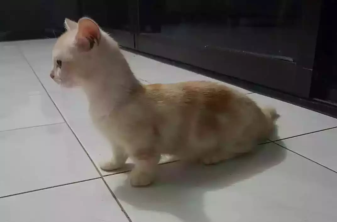 Kucing Munchkin Short Hair