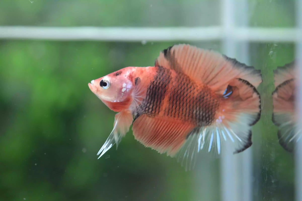 Ikan Cupang Plakat Double Tail Nemo