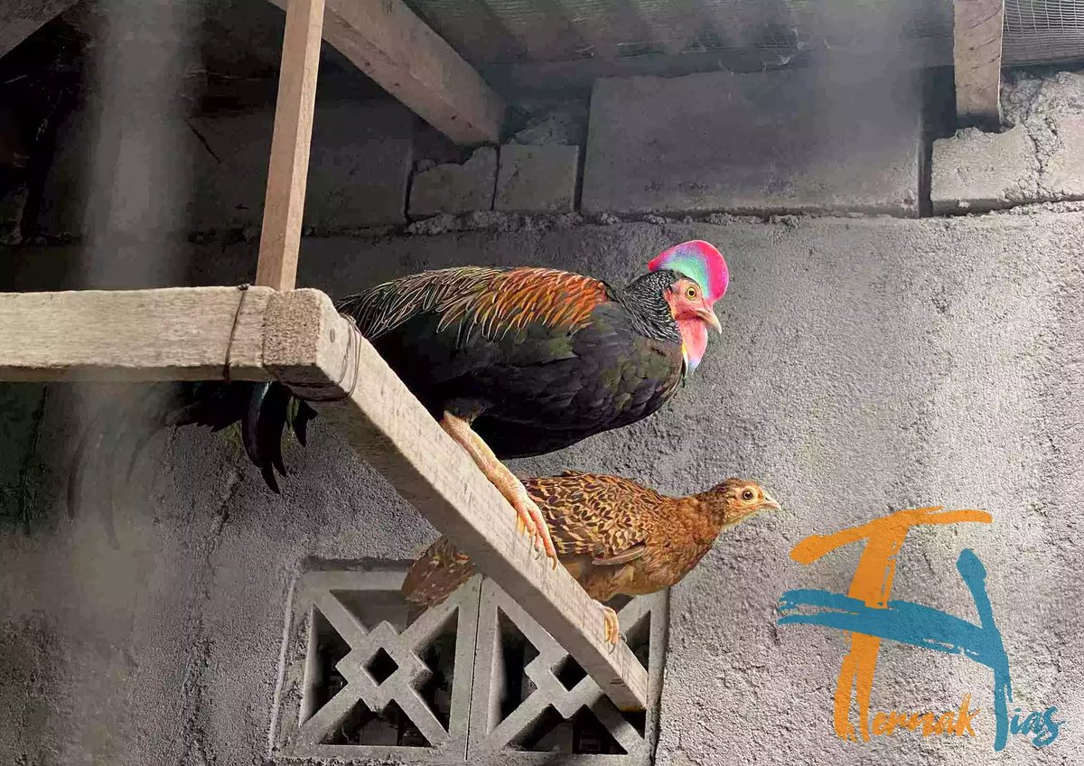 Ayam Hutan Hijau (Gallus Varius)