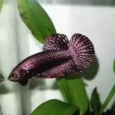 Ikan Cupang Alien Wild Betta Hybreed