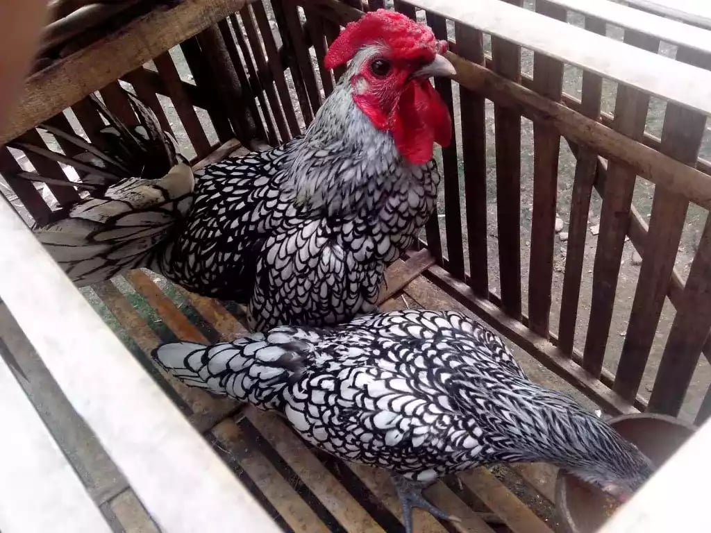 Ayam Sebright (Batik Itali)