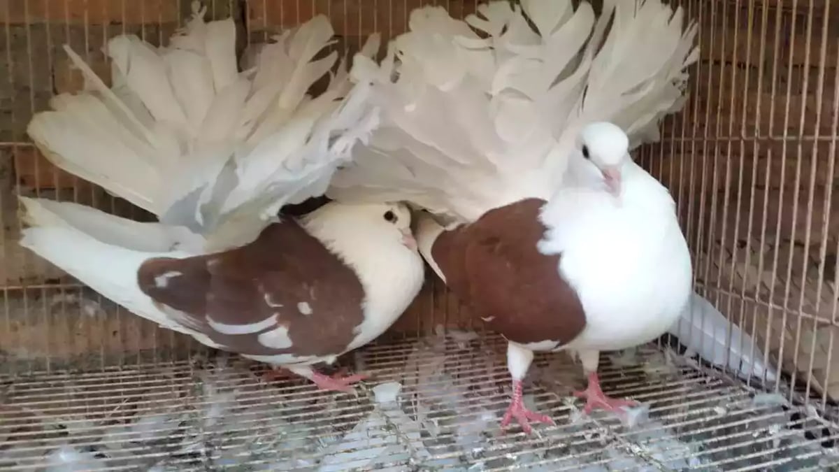 Burung Merpati American Fantail