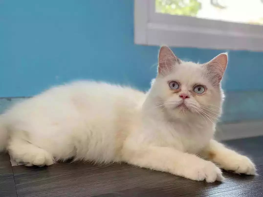 Kucing Persia Flatnose