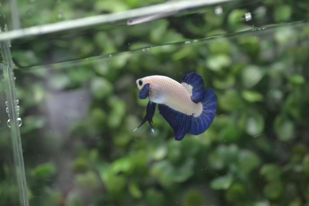 Ikan Cupang Plakat Bluerim