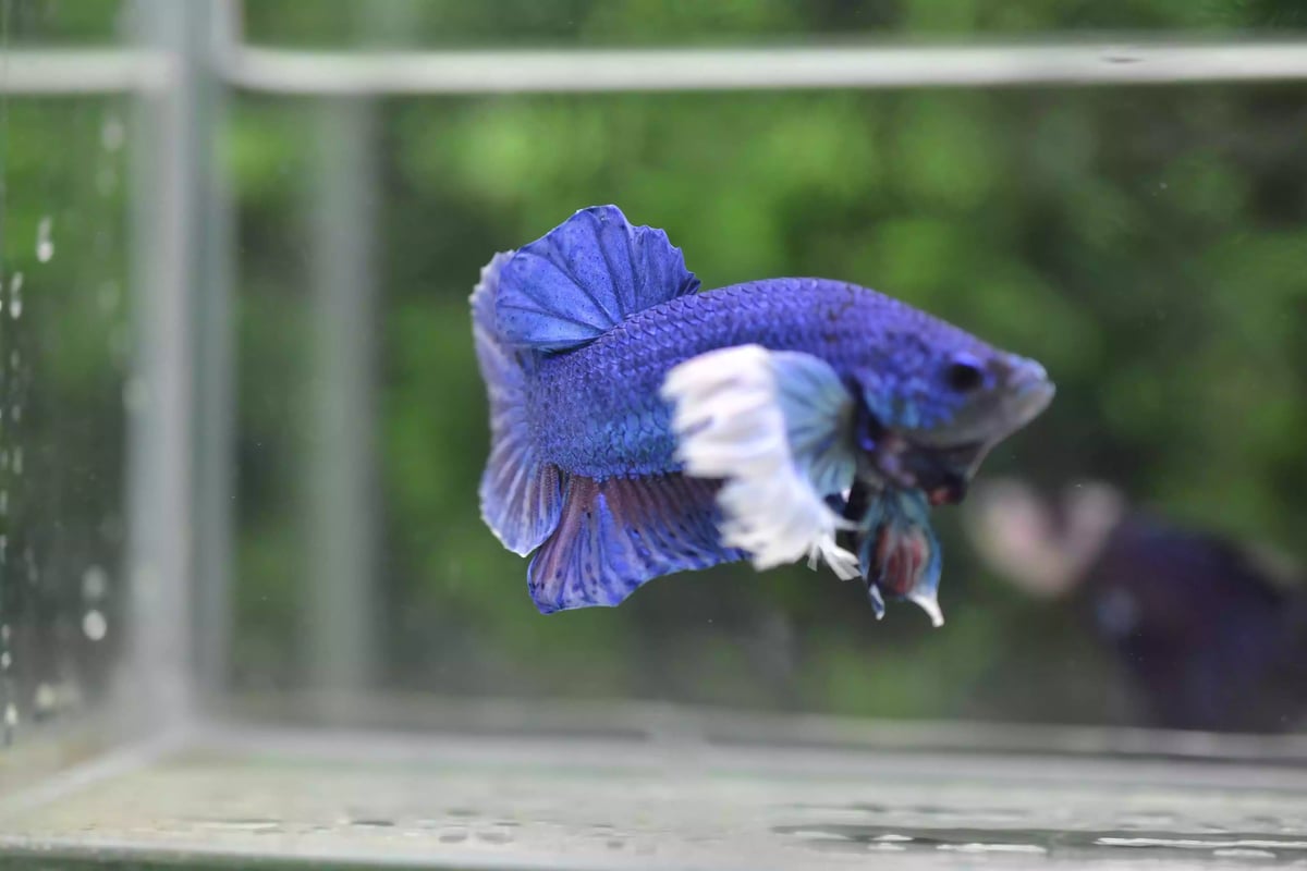 Ikan Cupang Dumbo Ear Blue