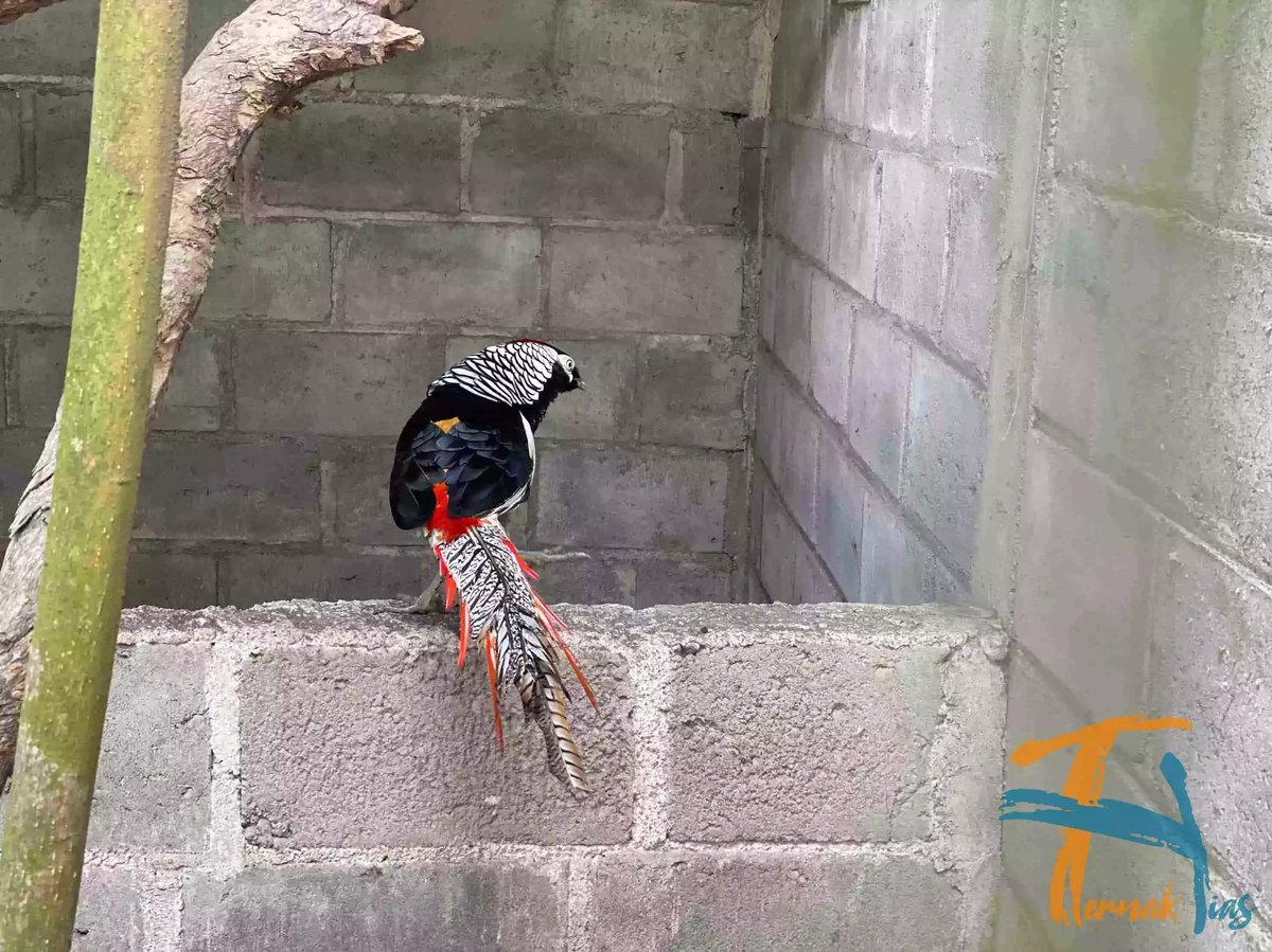 Lady Amherst's Pheasant