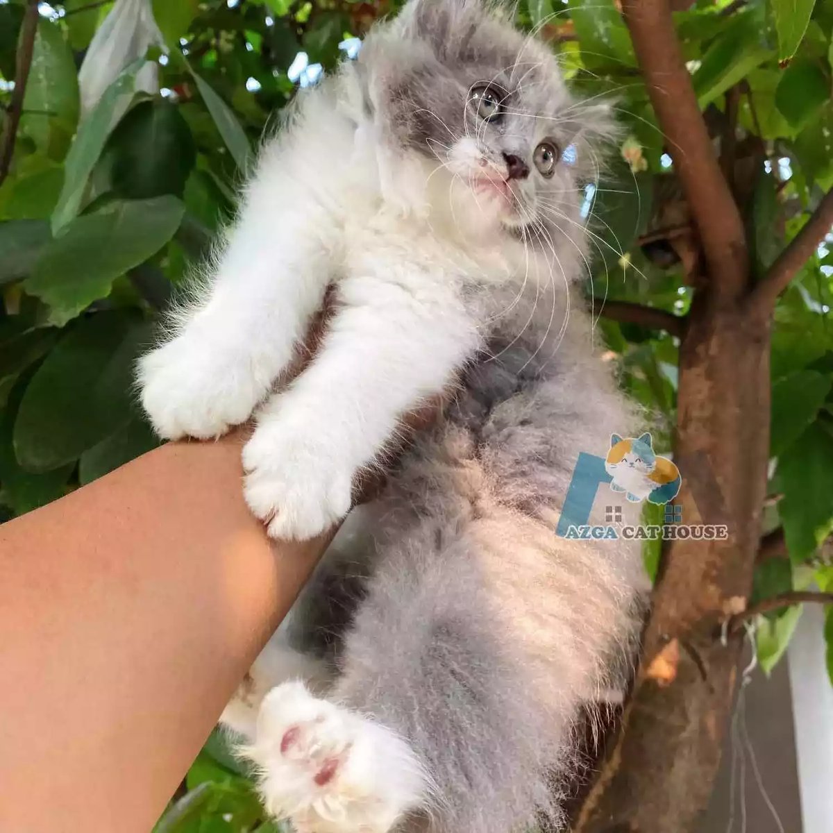 Kucing Persia Abu Abu Putih