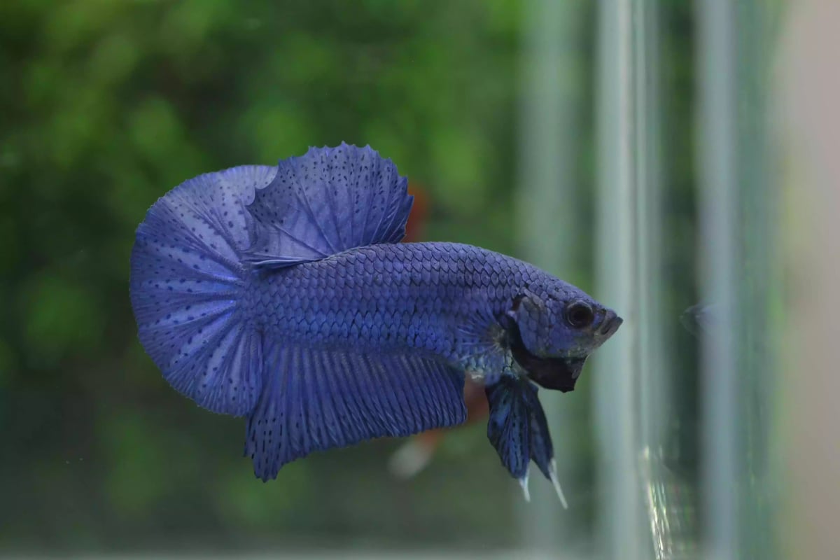 Ikan Cupang Plakat Blue