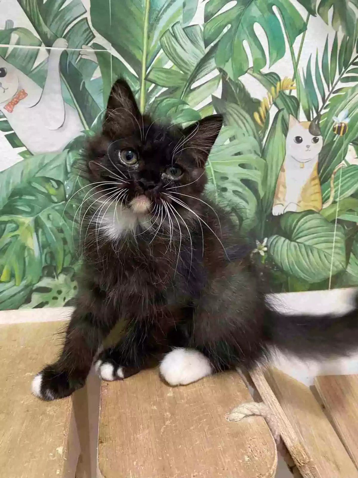 Kucing Persia Hitam Putih Bersih Bulu Lebat Lincah