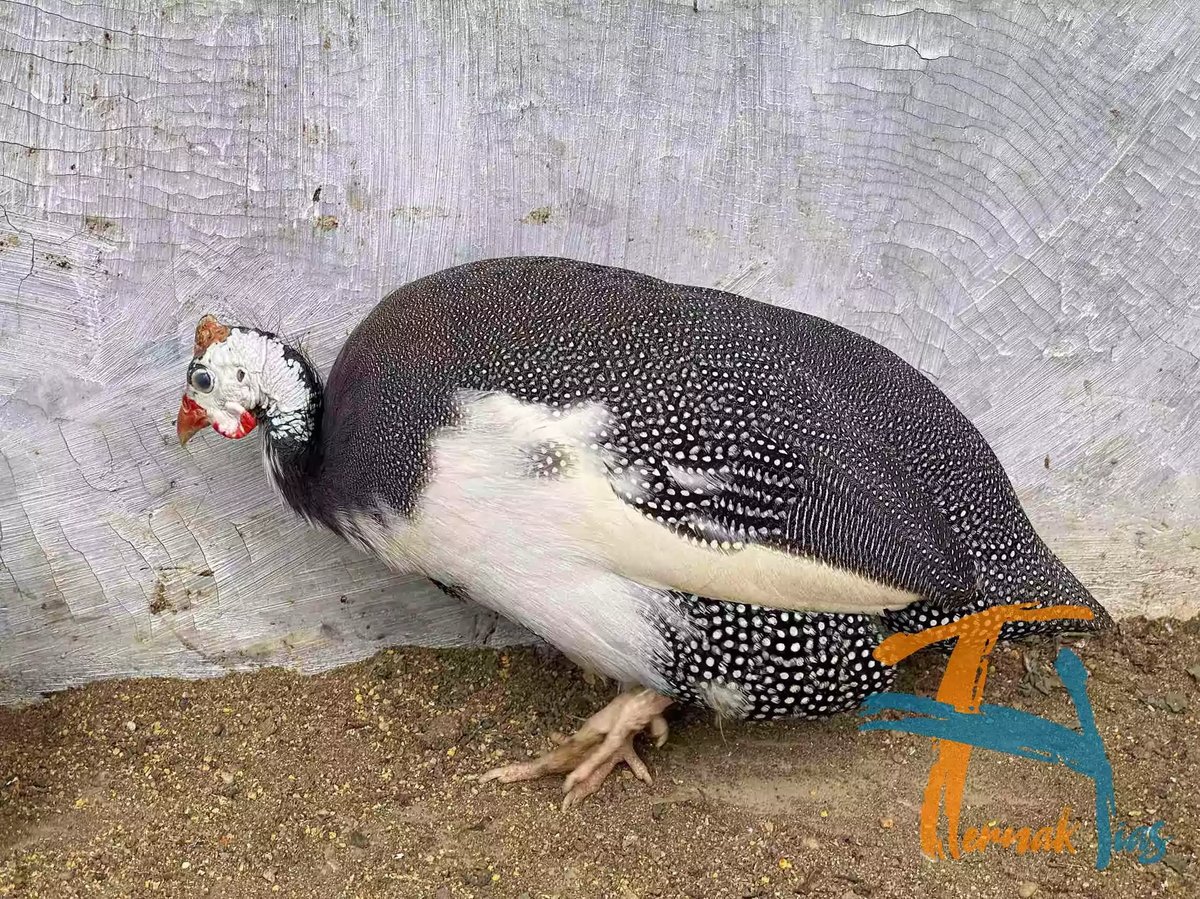 Ayam Mutiara Pied (Plangkok)