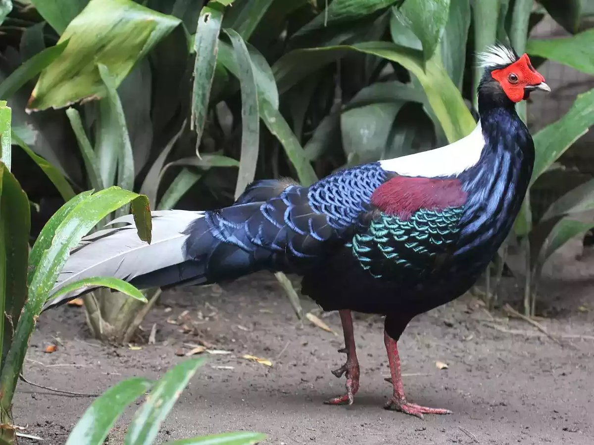 Swinhoes Pheasant