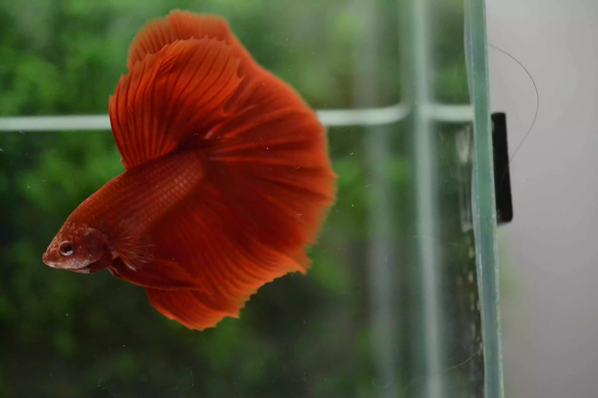 Ikan Cupang Halfmoon Red