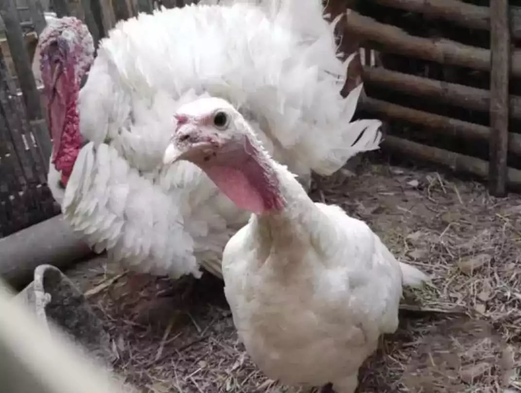 Kalkun White Holland