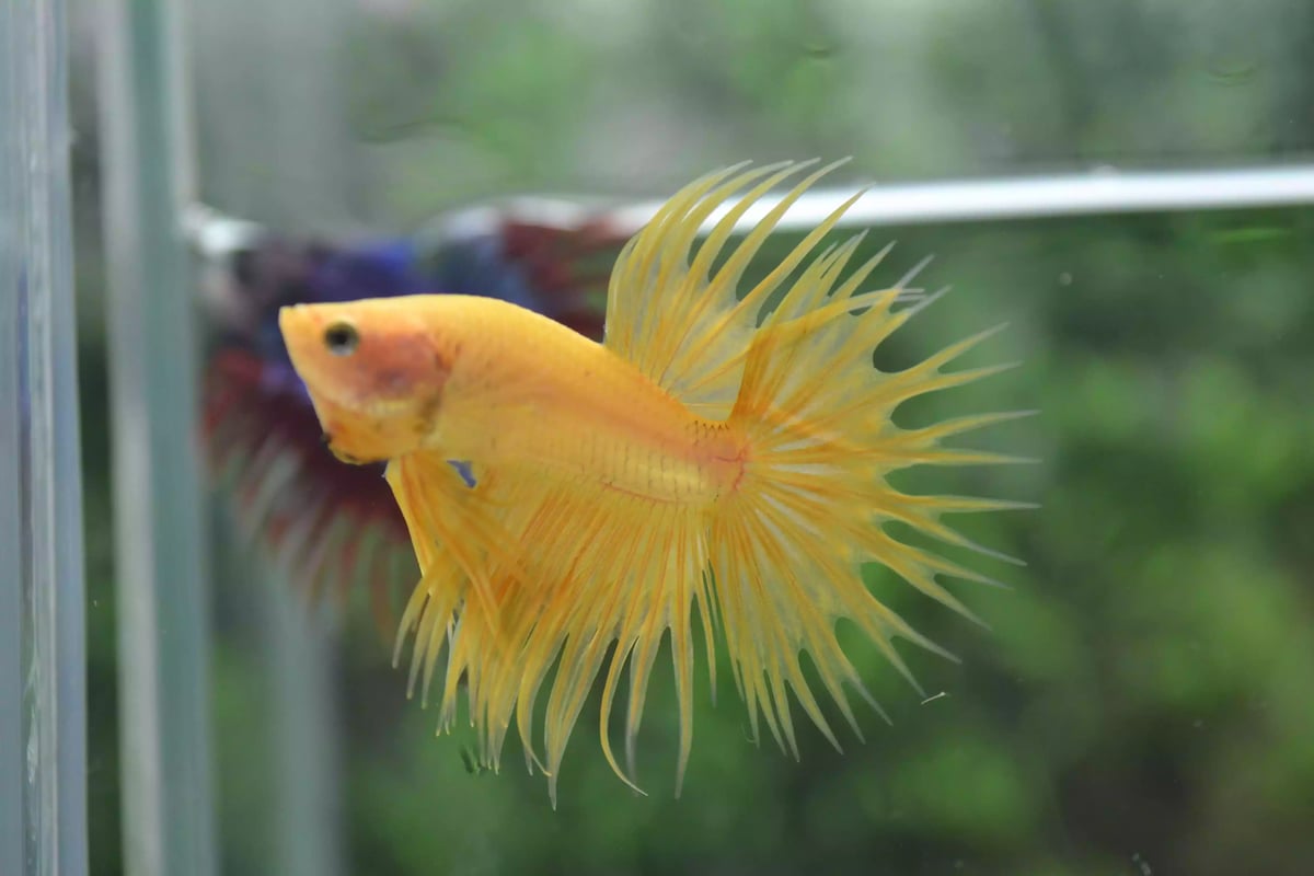 Ikan Cupang Crowntail Yellow