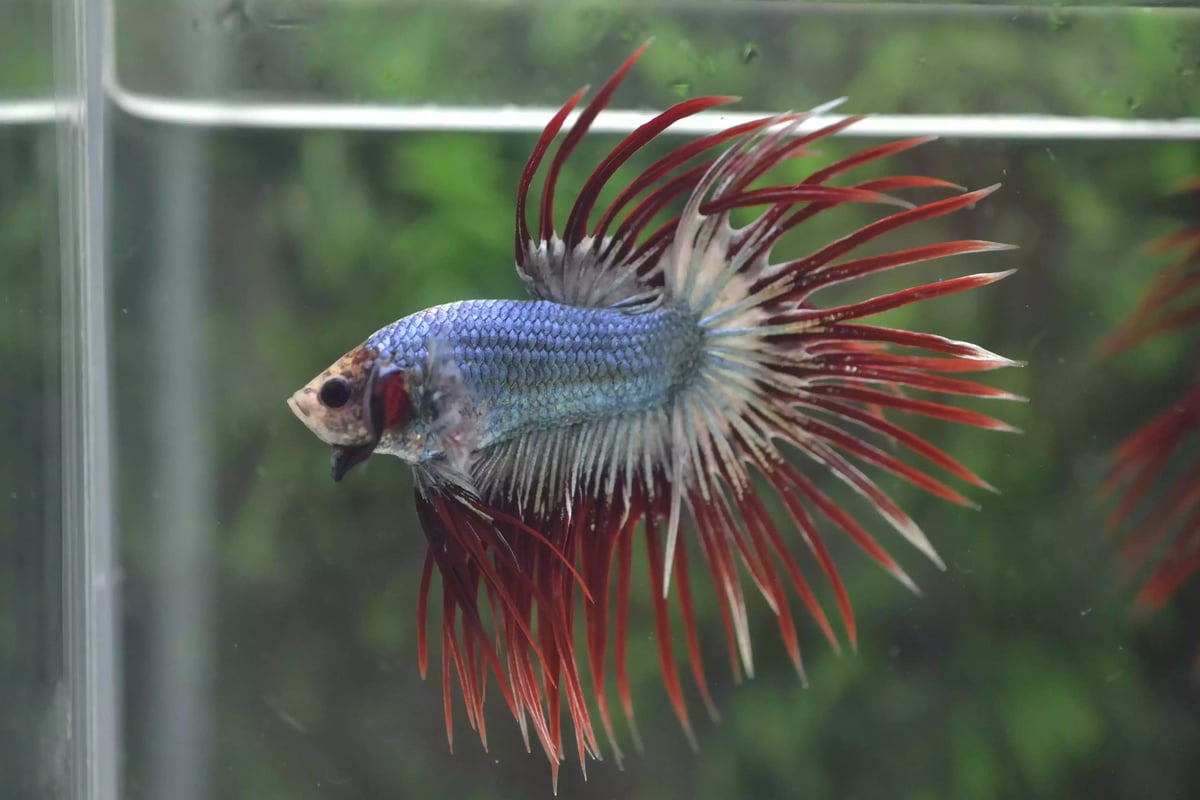 Ikan Cupang Crowntail Maskot