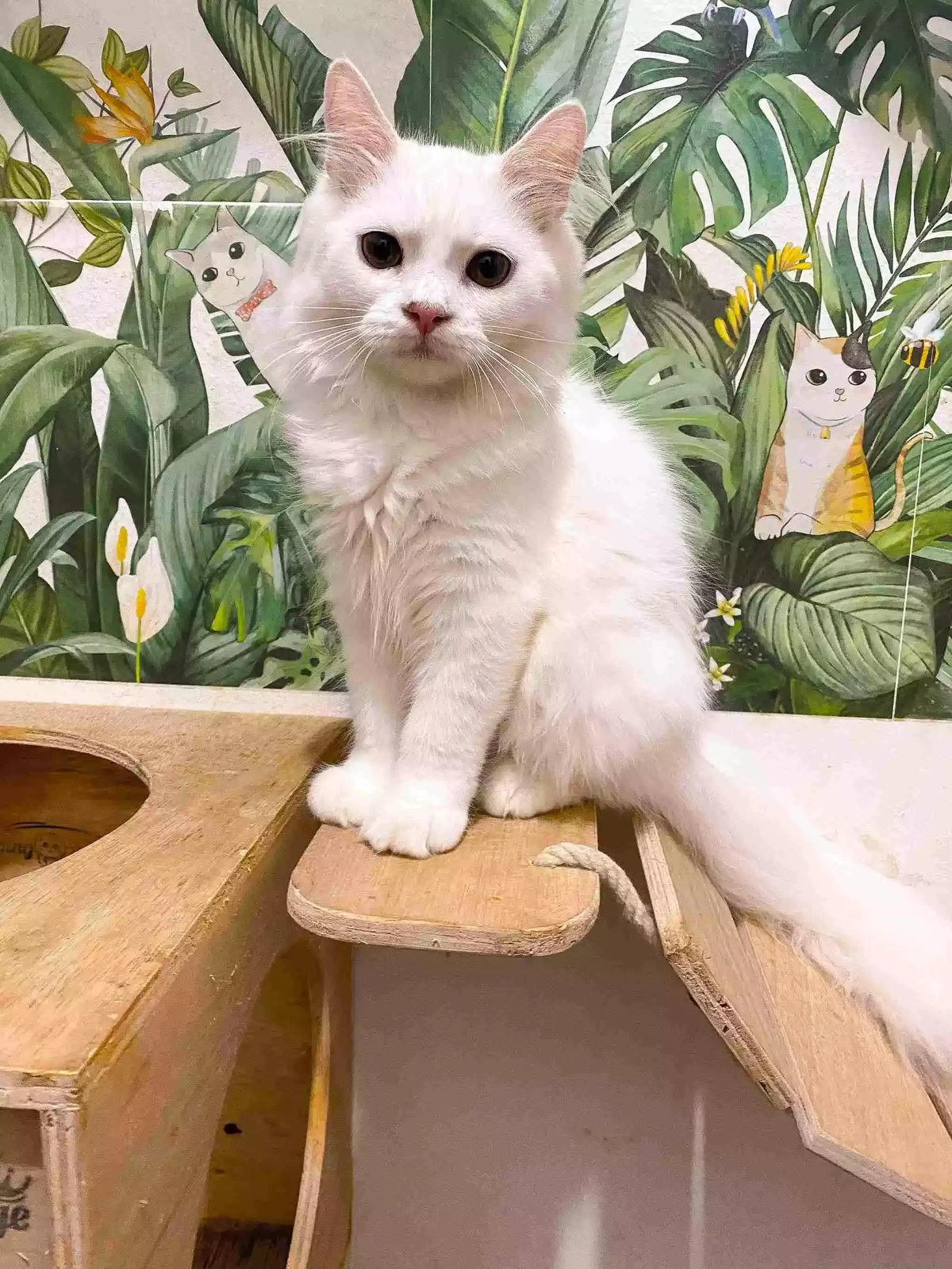 Kucing Persia Putih Full Bersih Aktif Bulu Lebat