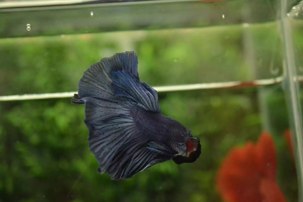 Ikan Cupang Halfmoon Blue Black Head