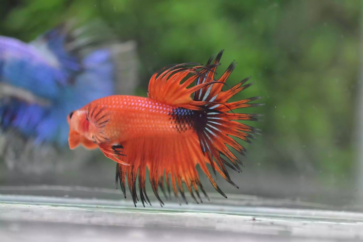 Ikan Cupang Crowntail Fancy