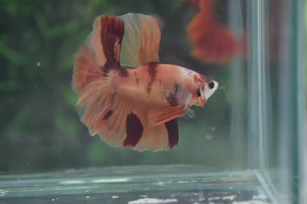 Ikan Cupang Halfmoon Nemo