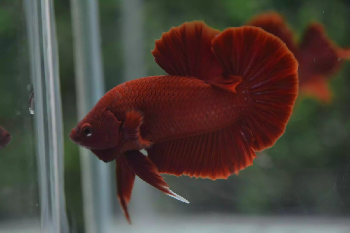 Ikan Cupang Plakat Super Red