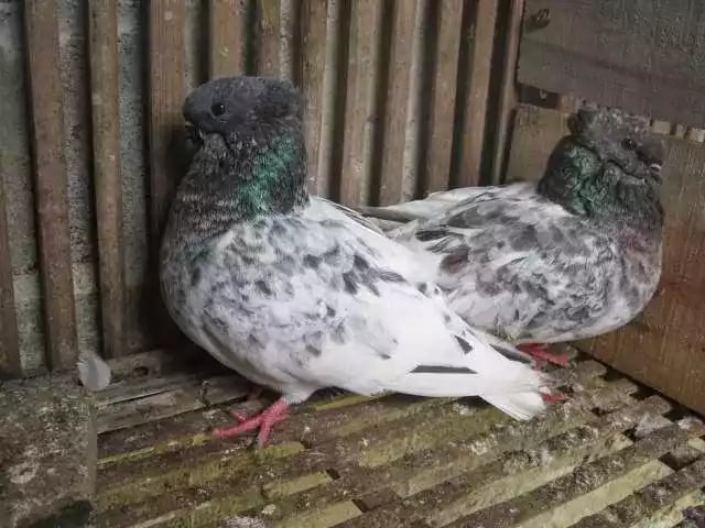 Burung Merpati Brongsong