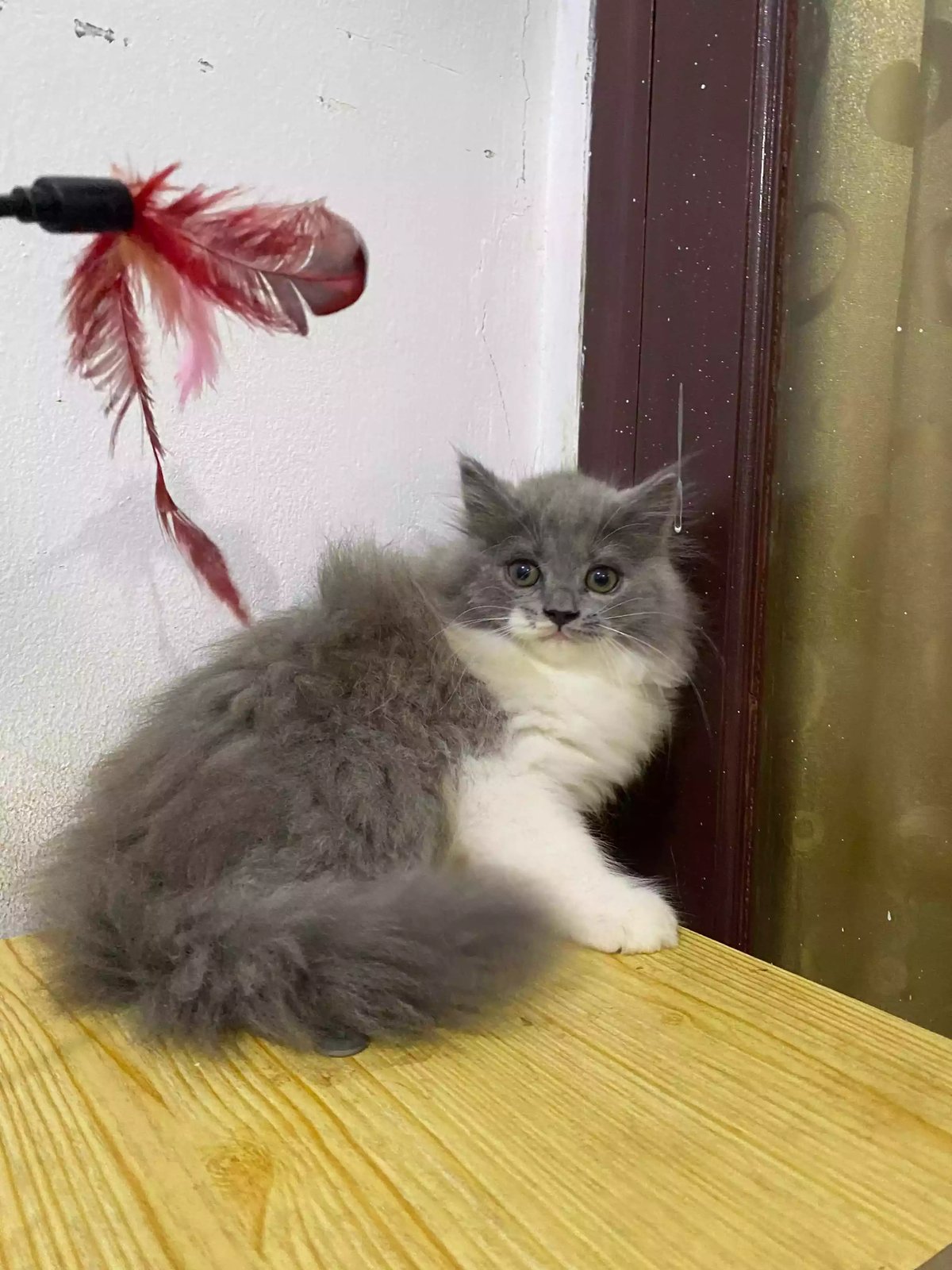 Kucing Persia Abu Abu Putih