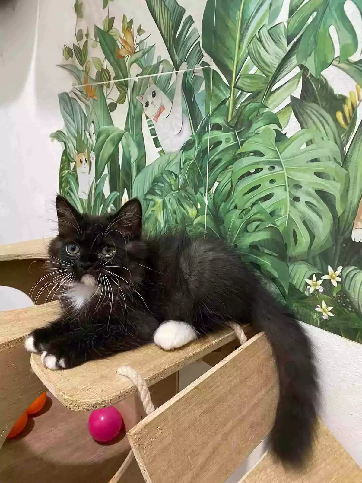 Kucing Persia Hitam Putih Bersih Bulu Lebat Lincah