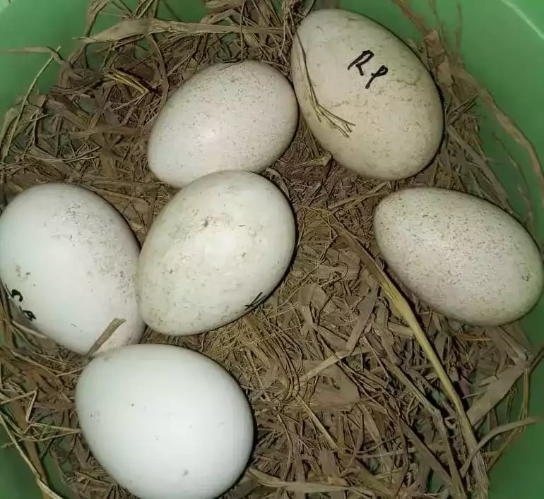 Telur Kalkun Bourbon Red