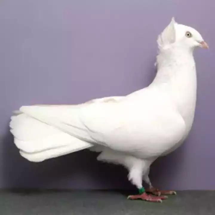 Burung Merpati Pajer