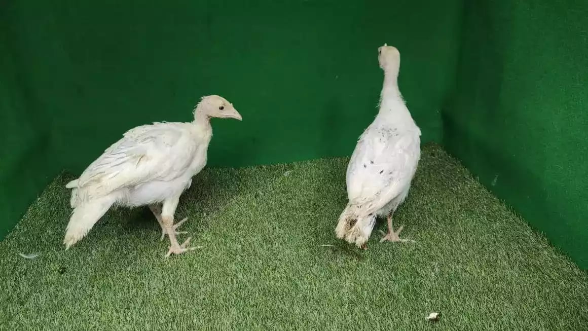 Ayam Mutiara White (Putih)