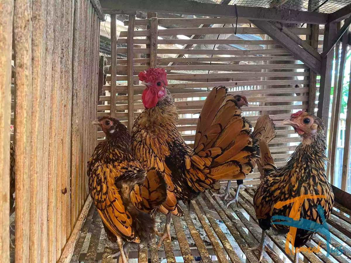 Ayam Sebright (Batik Kanada)