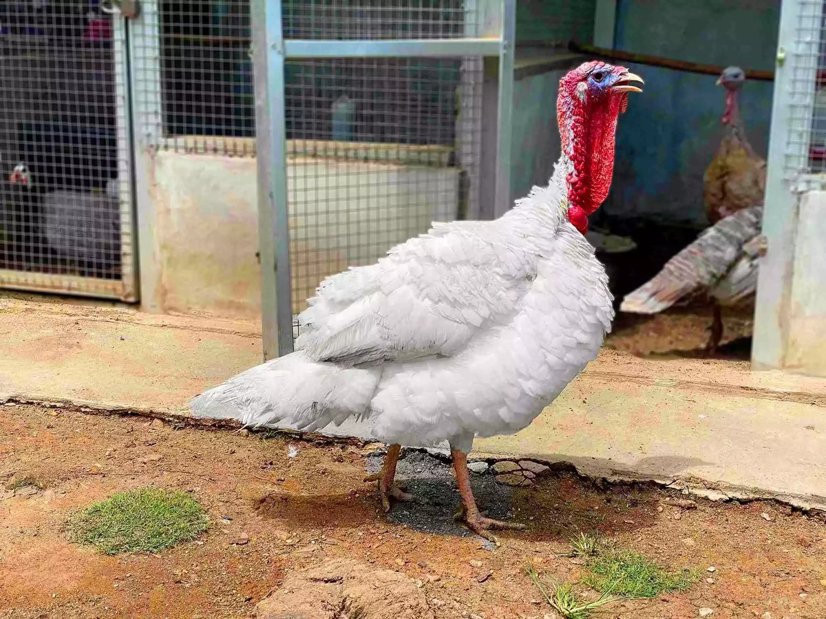 Kalkun White Holland