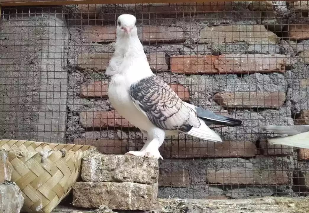 Burung Merpati Sattinet