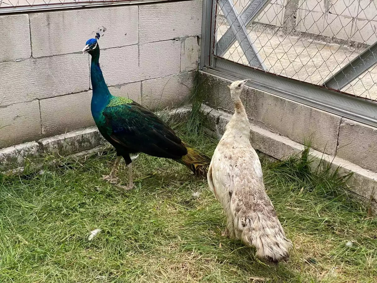 Burung Merak Blackshoulder Biru