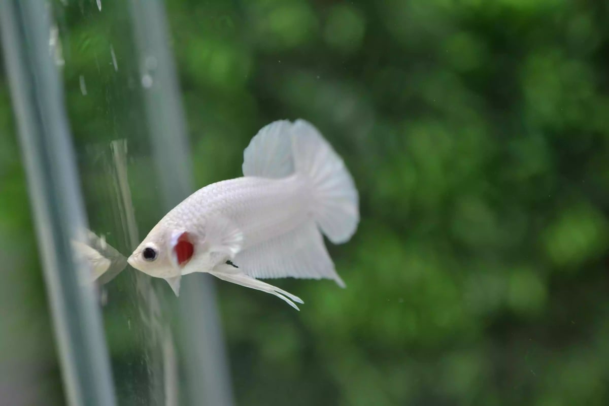 Ikan Cupang Plakat Platinum