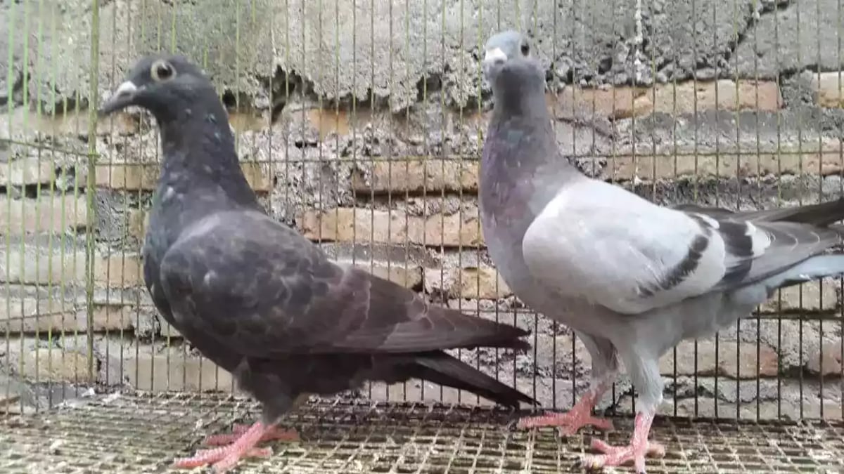 Burung Merpati Jerman GBH