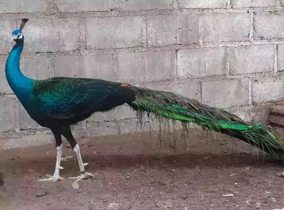 Burung Merak Blackshoulder Biru