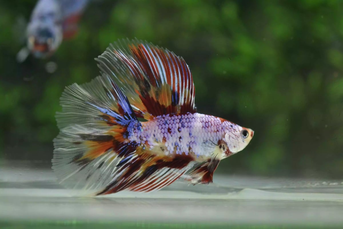Ikan Cupang Halfmoon Double Tail Emerald