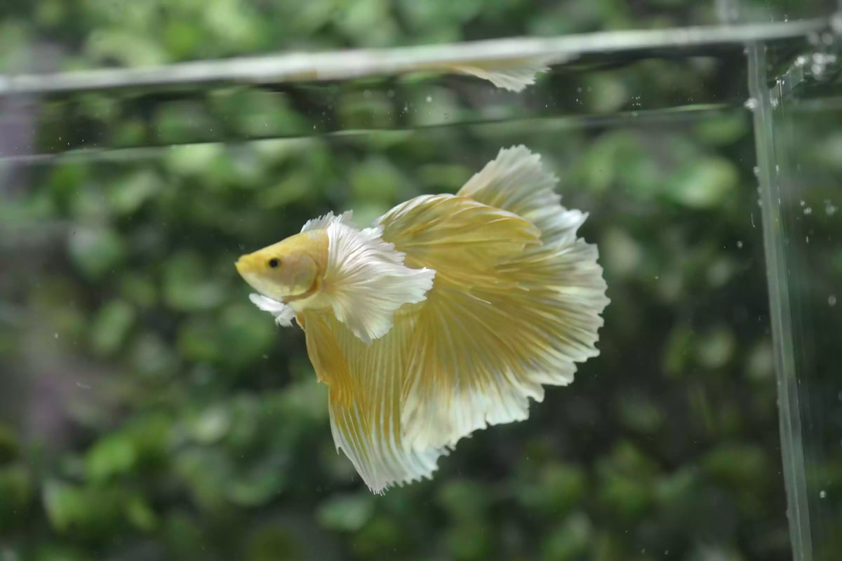 Ikan Cupang Halfmoon Dumbo Ear Gold