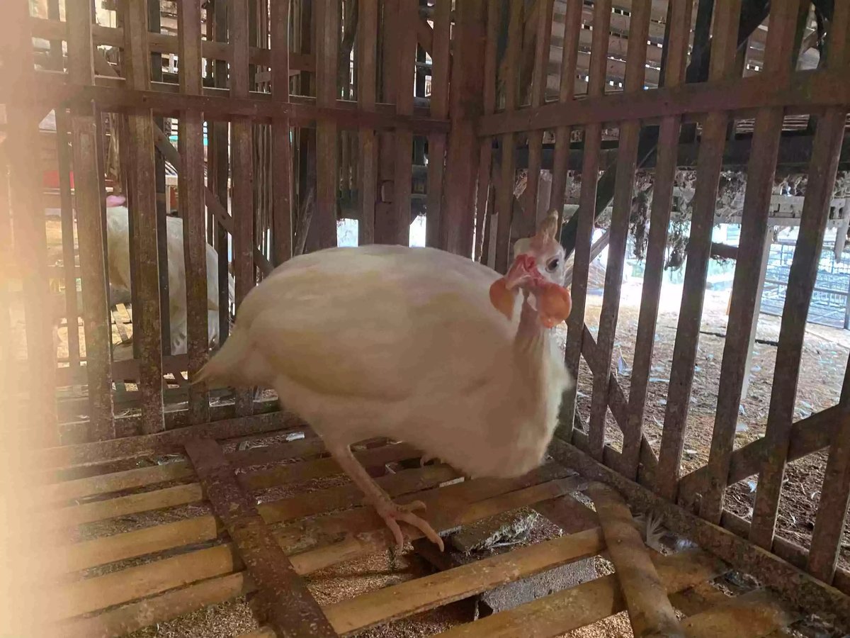 Ayam Mutiara White (Putih)
