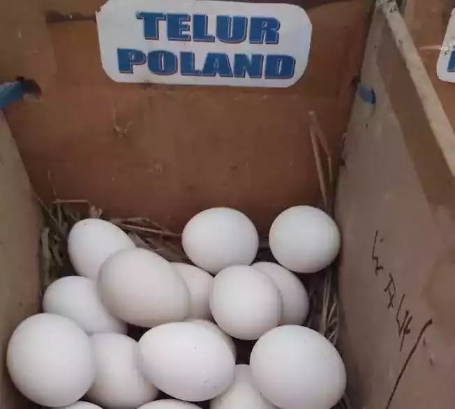 Telur Ayam Poland