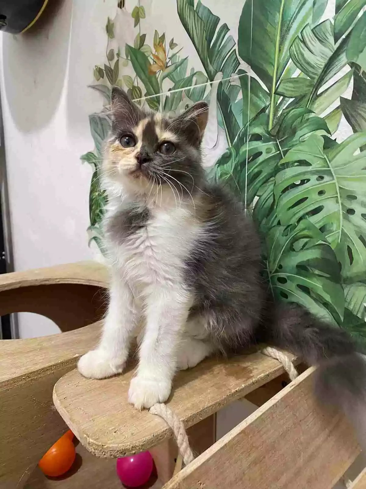 Kucing Persia Calico Bulu Lebat Aktif Lincah