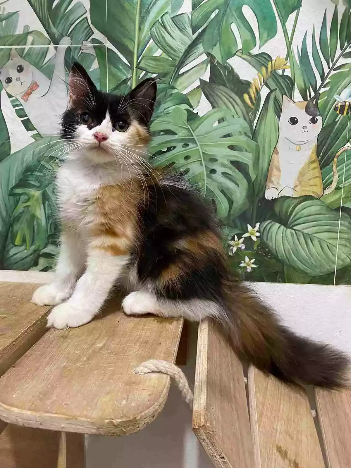 Kucing Persia Calico Bulu Lebat Aktif Lucu