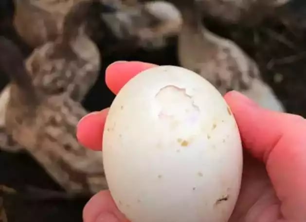 DOD Bebek Khaki Campbell