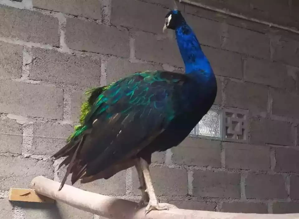 Burung Merak Blackshoulder Biru