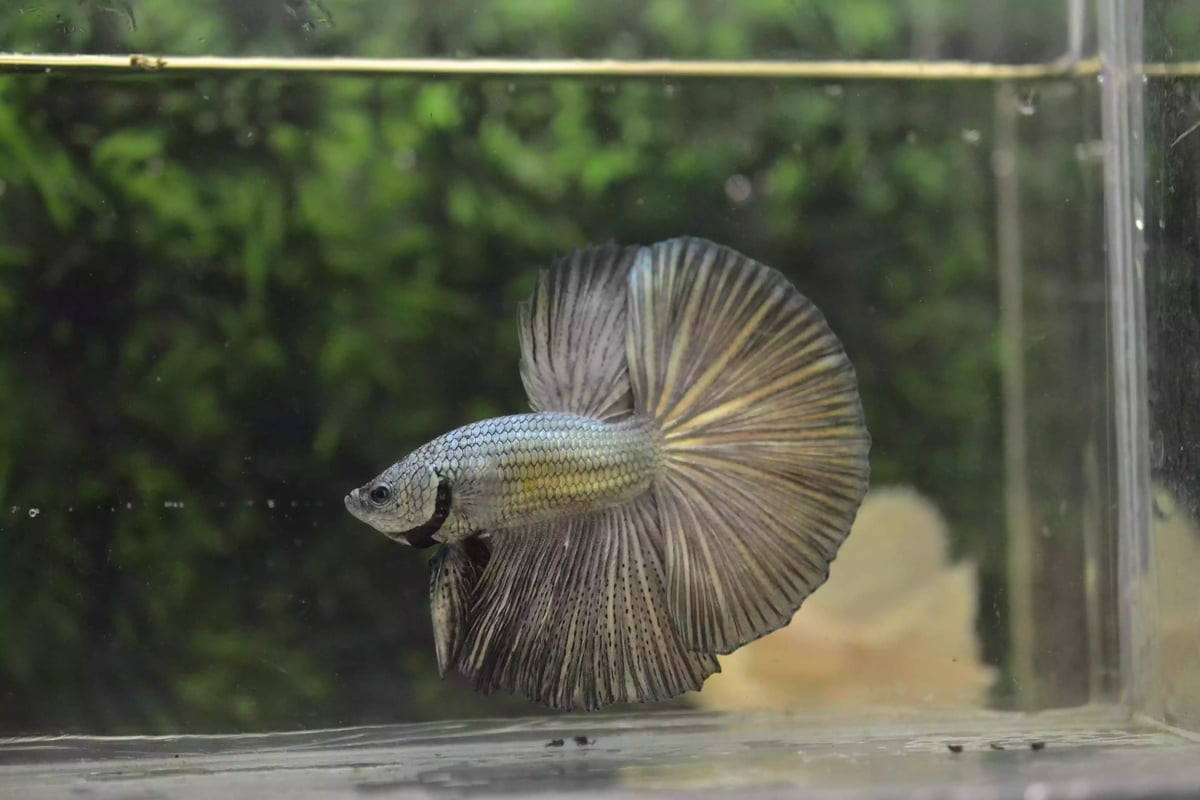 Ikan Cupang Halfmoon Copper