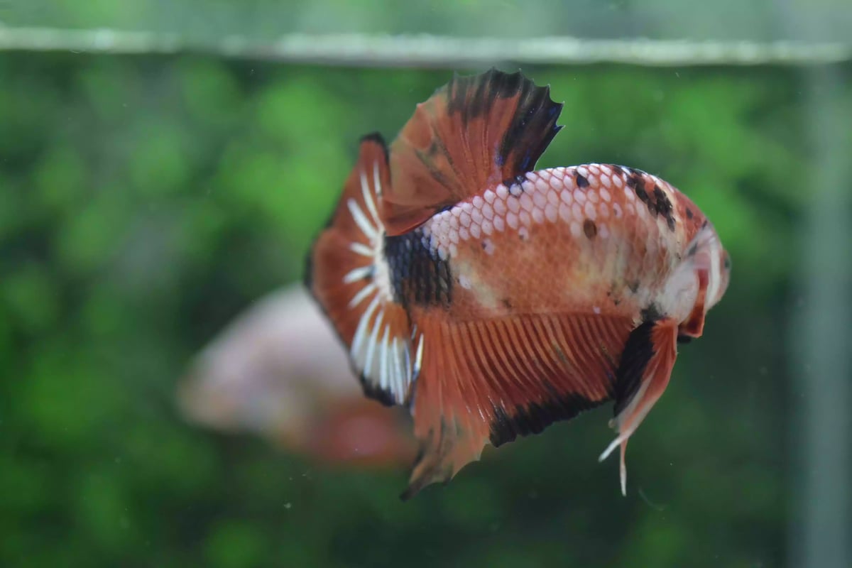 Ikan Cupang Plakat Orange