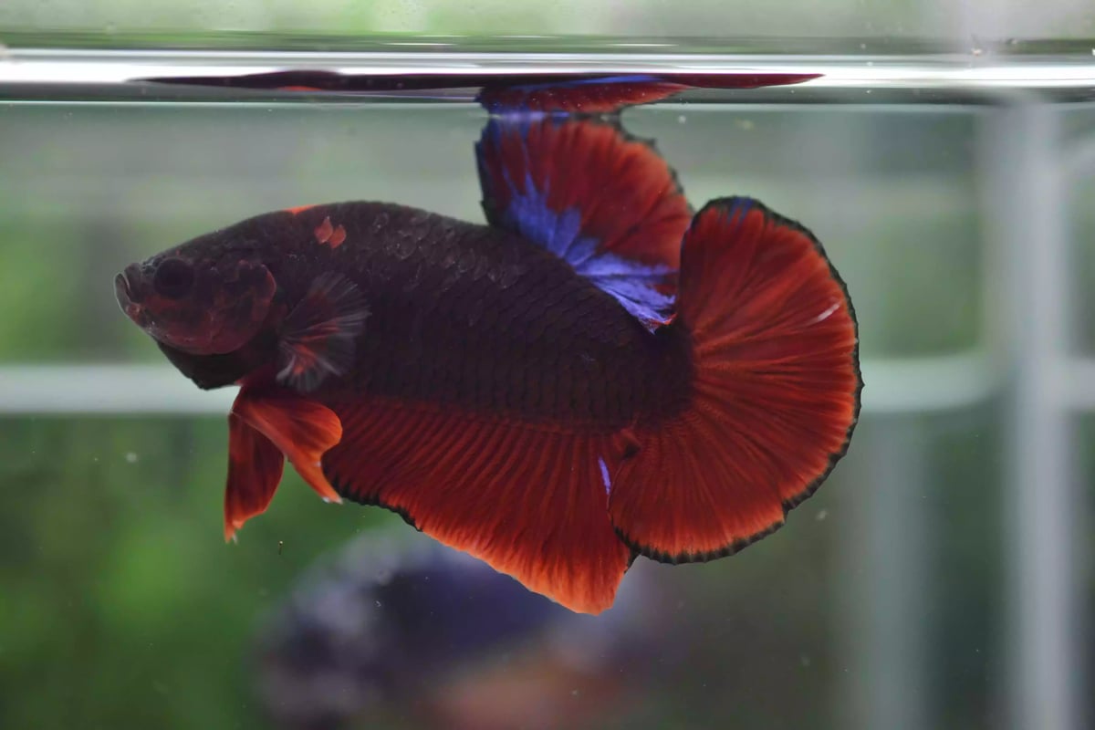 Ikan Cupang Plakat Line Hellboy